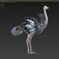 Realistic Ostrich Standing With Black White Feathers Blue Tail And Long Neck