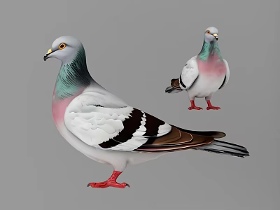 Two Colorful Pigeons With Gray Head Green Neck White Body And Red Feet 3d model