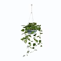 Lush Hanging Basket Green Plants With Trailing Fresh Leaves For Home Decor