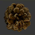 Natural Brown Pine Cone With Detailed Texture For Home Decor Accessory 3d model
