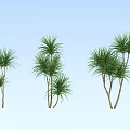 Green Arbor Trees With Slender Trunks And Spreading Foliage In Groups 3d model