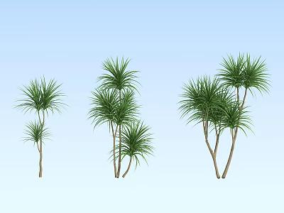 Green Arbor Trees With Slender Trunks And Spreading Foliage In Groups 3d model