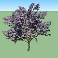 Lush Arbor Trees With Purple Flowers Blooming In Garden Landscape