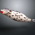 Spotted Seal With Open Mouth Floating In Dark Background 3D Rendering
