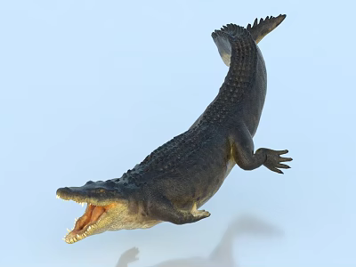 Large Crocodile Swimming in Water with Open Mouth and Scaly Skin 3d model