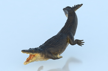 Modern Crocodile 3d model