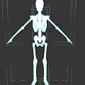 Human Skeletal System Detailed Anatomical Structure Of Human Body Framework