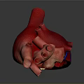 3D Rendered Human Heart Displaying Detailed Anatomical Structures For Medical Education
