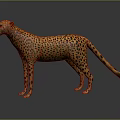 Spotted Cheetah Standing in Side View on Gray Background with Reflective Surface 3d model