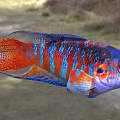 Colorful Aquatic Fish With Vibrant Blue Red Orange Scales And Fins
