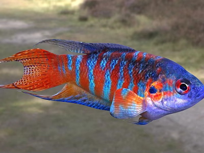 Colorful Aquatic Fish With Vibrant Blue Red Orange Scales And Fins 3d model Colorful Aquatic Fish With Vibrant Blue Red Orange Scales And Fins 3d model