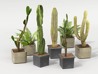 Various Bonsai Potted Plants With Different Shapes In Concrete Square Pots 3d model