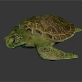 Colorful Sea Turtle With Vibrant Shell And Detailed Texture On Dark Background