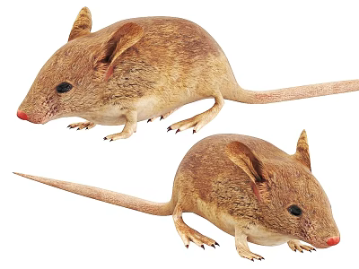 Two Brown Mouse Toy Models With Large Ears And Long Tails 3d model