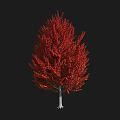 Vibrant Autumn Tree With Lush Red Leaves And Tall Straight Trunk