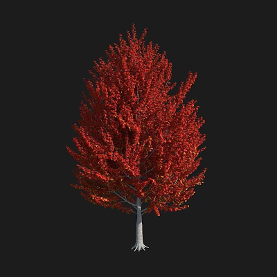 Vibrant Autumn Tree With Lush Red Leaves And Tall Straight Trunk 3d model