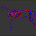 Red Purple 3D Horse Skeleton Vascular Structure Detailed Digital Visualization Model 3d model