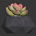 Geometric Gray Planter with Pink Green Succulent Plant on Black Glossy Surface with White Pebbles