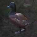 Aquatic Animal Duck With Black Head Blue Bill And Brown Body Standing On Grassland