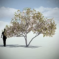 Blooming Arbor With Silhouette Of A Walker Blue Sky White Clouds And Sunlight