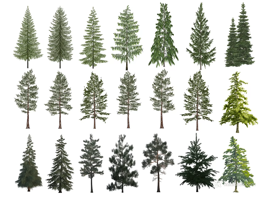 Various Evergreen Tree Species With Different Shapes And Foliage For Landscape Design 3d model 