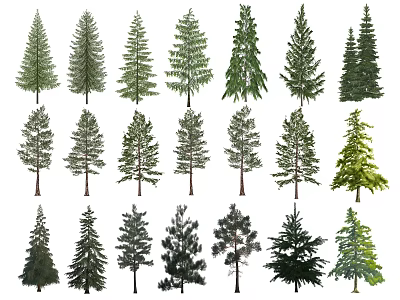 Various Evergreen Tree Species With Different Shapes And Foliage For Landscape Design 3d model