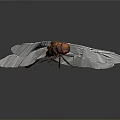 Close Up View Of Red Dragonfly With Transparent Wings And Orange Eyes