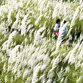 Tall White Ornamental Grasses In Urban Park Stepped Area With People Strolling