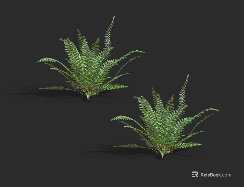 Two Lush Green Ferns With Vibrant Foliage On Black Background 3d model 