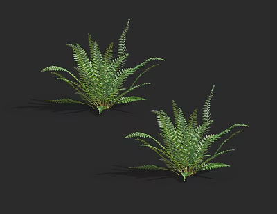 Two Lush Green Ferns With Vibrant Foliage On Black Background 3d model