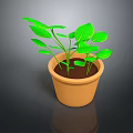 Green Leafy Plant in Terracotta Pot with Fresh Foliage on Dark Surface