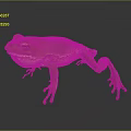 Detailed Green Frog With Red Toes And Pink Underbelly On Dark Smooth Surface