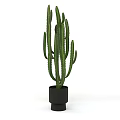 Tall Green Cactus Plant In Black Ceramic Pot For Indoor Decoration