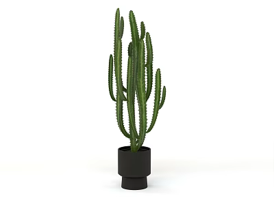 Tall Green Cactus Plant In Black Ceramic Pot For Indoor Decoration 3d model