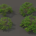 Lush Green Arbor Trees With Dense Foliage And Spreading Canopy 3d model