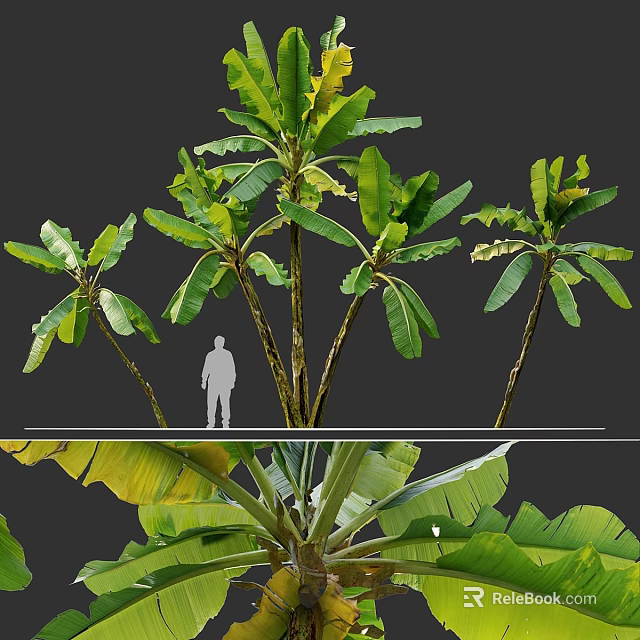 Tall Banana Trees With Lush Green Large Leaves And Human Silhouette For Scale 3d model 