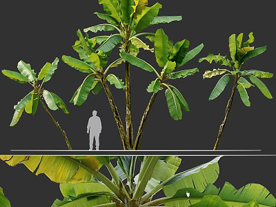 Tall Banana Trees With Lush Green Large Leaves And Human Silhouette For Scale 3d model