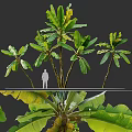 Tall Banana Trees With Lush Green Large Leaves And Human Silhouette For Scale