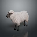 Fluffy White Sheep With Black Head And Legs Standing Against Gray Background