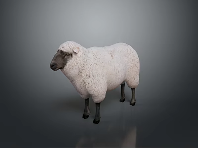 Fluffy White Sheep With Black Head And Legs Standing Against Gray Background 3d model