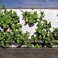 Lush Green Plant Wall With Climbing Vines And Hanging Gourds On White Wall