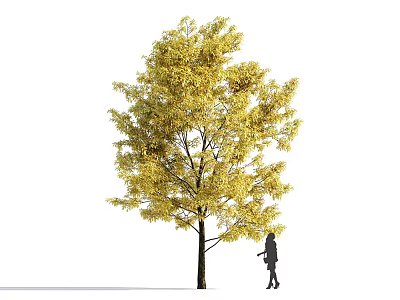 Tall Arbor With Yellow Leaves And Little Girl Walking In Outdoor Scene 3d model