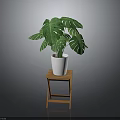 Monstera Plant with Lush Green Leaves in White Pot on Wooden Stool Against Dark Background