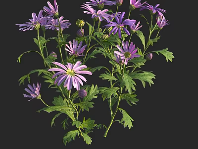 Vibrant Purple Flower Plant with Green Leaves Stems and Fresh Buds 3d model
