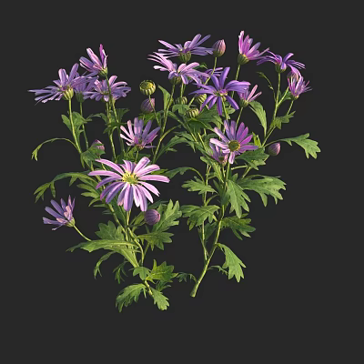 Vibrant Purple Flower Plant with Green Leaves Stems and Fresh Buds 3d model