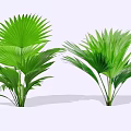 Lush Green Shrubs With Broad Leaves For Garden Landscape Decoration
