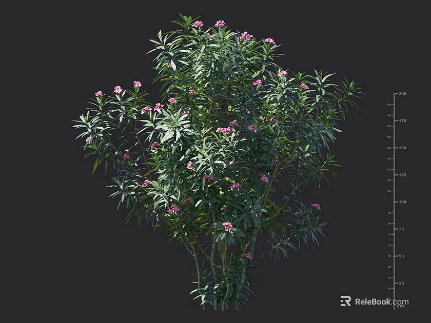 Lush Green Shrub With Pink Flowers Detailed Leaves And Size Measurement Indicators 3d model 