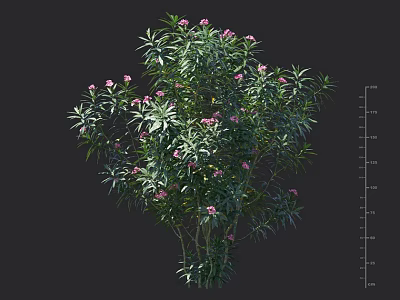 Lush Green Shrub With Pink Flowers Detailed Leaves And Size Measurement Indicators 3d model