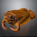 Close up view of orange toad lying on black surface with visible reflection