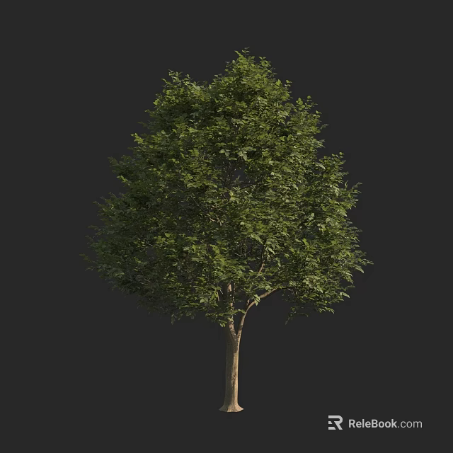 Green Leafy Arbor With Dense Canopy And Straight Trunk Isolated On Black 3d model 